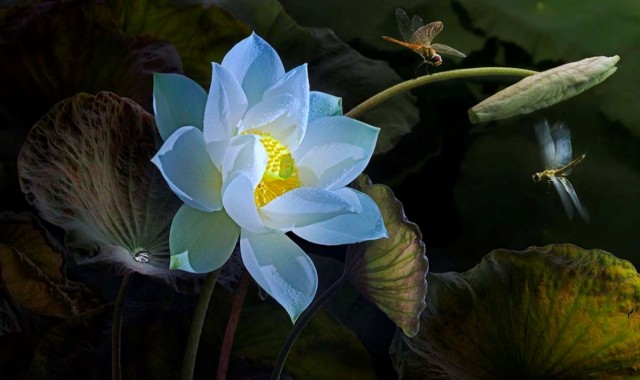 55 điều hạ liệt, chịu phần tai hại - Lời Phật dạy.